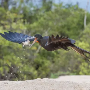 Magnificent frigatebird (Fregata magnificens) catching dropped hatchling sea turtle Magnificent frigatebird (Fregata magnificens) catching dropped hatchling sea turtle