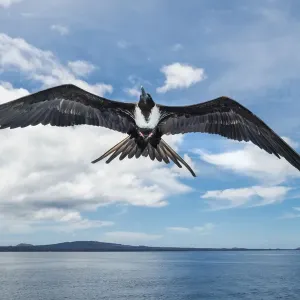 Magnificent frigatebird (Fregata magnificens) in flight, Rabida Island, Galapagos Magnificent frigatebird (Fregata magnificens) in flight, Rabida Island, Galapagos