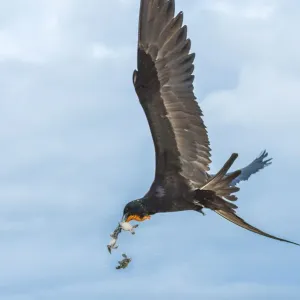 Magnificent frigatebird (Fregata magnificens) in flight Magnificent frigatebird (Fregata magnificens) in flight