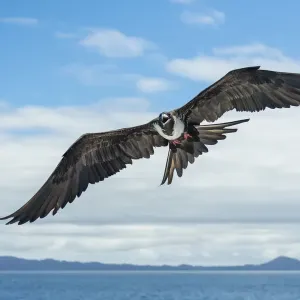 Fregata magnificens in volo sopra il mare tra Isola Isabela. Fregata magnificens in volo sopra il mare tra Isola Isabela.
