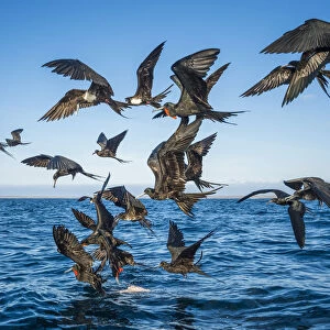 Magnificent frigatebirds (Fregata magnificens) diving for fish prey, Borrero Bay