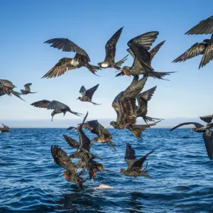 Pájaros frigatas magníficos (Fregata magnificens) buceando para presas de peces, Bahía Borrero. Pájaros frigatas magníficos (Fregata magnificens) buceando para presas de peces, Bahía Borrero.