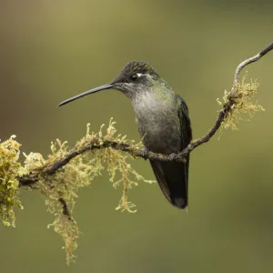 Magnificent hummingbird (Eugenes fulgens) female, Talamanca Range, Talamanca Range-La