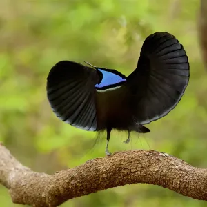 Magnificent riflebird (Ptiloris magnificus alberti) male Magnificent riflebird (Ptiloris magnificus alberti) male