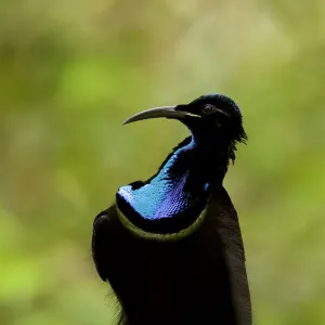 Magnificent riflebird (Ptiloris magnificus alberti) male on display perch Magnificent riflebird (Ptiloris magnificus alberti) male on display perch