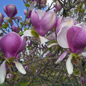 Magnolia Rustica rubra in flower in garden, UK, May