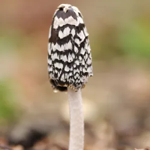 Magpie Fungus {Coprinus picaceus} in beech wood, Cornwall, UK. November