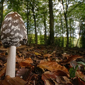 Magpie inkcap (Coprinopsis / Coprinus picacea) among leaf litter in dense beech woodland