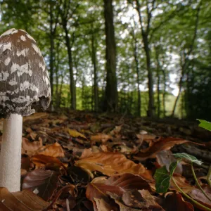 Magpie inkcap (Coprinopsis / Coprinus picacea) among leaf litter in dense beech woodland