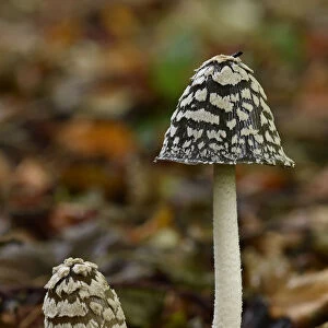 Magpie inkcap (Coprinopsis picacea) uncommon inkcap that usually grows singularly