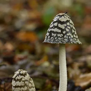 Magpie inkcap (Coprinopsis picacea) uncommon inkcap that usually grows singularly