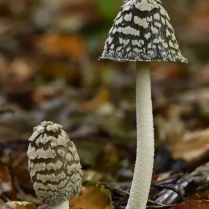 Magpie inkcap print, a singular focus-stacked image of Coprinopsis picacea Magpie inkcap print, a singular focus-stacked image of Coprinopsis picacea