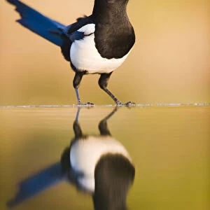 Magpie {Pica pica} coming to drink at a pool, Alicante, Spain