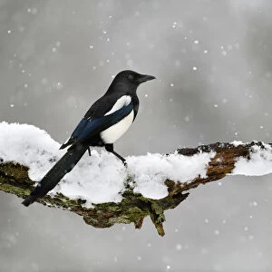 Magpie (Pica pica) perched on branch in snow, Lorraine, France, January