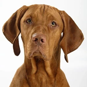 Magyar Vizsla / Hungarian Pointer, head portrait of smooth coated, tan coloured male