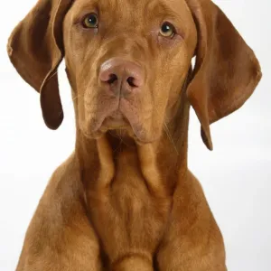 Magyar Vizsla / Hungarian Pointer, head portrait of smooth coated, tan coloured male