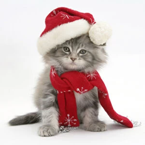 Maine Coon kitten wearing a Father Christmas hat and scarf