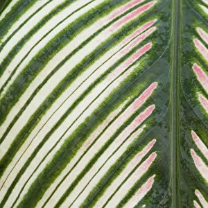 Majestic prayer plant (Calathea majestica) close up of leaf. Occurs in South America