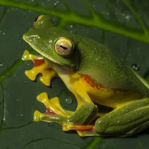 Malabar gliding frog (Rhacophorus malabaricus), male sitting on plant leaf Malabar gliding frog (Rhacophorus malabaricus), male sitting on plant leaf