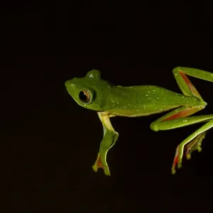 La grenouille planeuse de Malabar (Rhacophorus malabaricus), mâle flottant sur l'eau. Coorg, Karnataka, Inde. La grenouille planeuse de Malabar (Rhacophorus malabaricus), mâle flottant sur l'eau. Coorg, Karnataka, Inde.