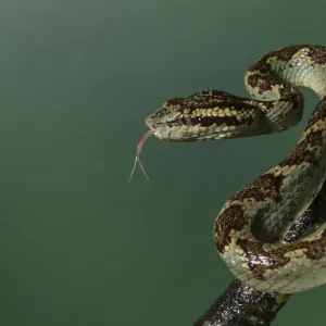 Le pit viper de Malabar (Trimeresurus malabaricus), morphologie verte. Agumbe, Karnataka, Ghats occidentaux. Le pit viper de Malabar (Trimeresurus malabaricus), morphologie verte. Agumbe, Karnataka, Ghats occidentaux.