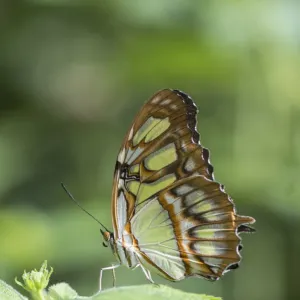 Malachite butterfly (Siproeta stelenes) captive in Butterfly House, Devon, UK Malachite butterfly (Siproeta stelenes) captive in Butterfly House, Devon, UK