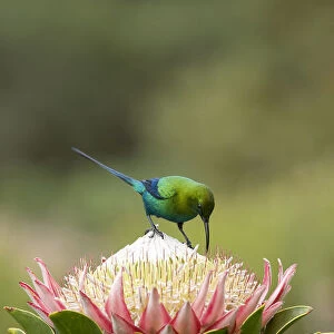 Malachite sunbird (Nectarinia famosa) male nectaring on King protea (Protea cynaroides)