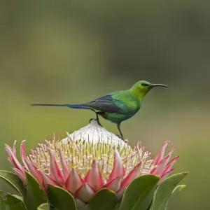 Malachite sunbird (Nectarinia famosa) male perching on King protea (Protea cynaroides) Malachite sunbird (Nectarinia famosa) male perching on King protea (Protea cynaroides)