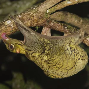 Malayan colugo {Cynocephalus variegatus} hanging upside-down in tree feeding on algae at night