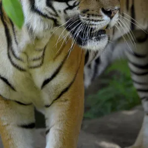 Malayan tiger (Panthera tigris jacksoni), Malaysia. Captive. An Endangered species