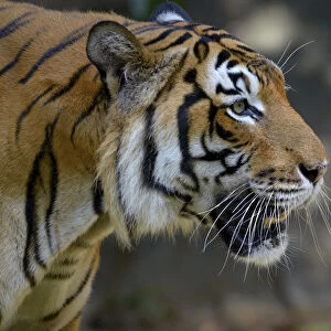 Malayan tiger (Panthera tigris jacksoni), Malaysia. Captive. An Endangered species