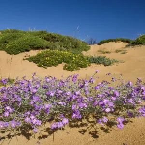 (Malcolmia littorea) an der Blüte auf einer Sanddüne, Almograve im Naturpark von (Malcolmia littorea) an der Blüte auf einer Sanddüne, Almograve im Naturpark von