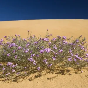 (Malcolmia littorea) im Blütenstand auf Sanddunen, Almograve, Alentejo, Naturpark (Malcolmia littorea) im Blütenstand auf Sanddunen, Almograve, Alentejo, Naturpark