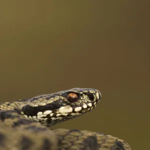 Male Adder (Vipera berus). Cannock Chase, Staffordshire, UK, October