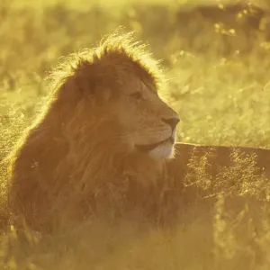 Male African lion (Panthera leo) lying in grass at sunrise, Masai Mara National Reserve Male African lion (Panthera leo) lying in grass at sunrise, Masai Mara National Reserve