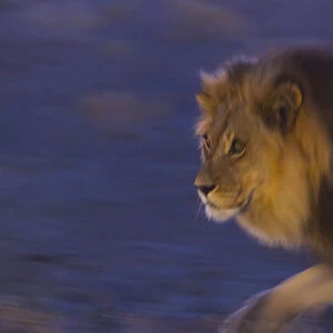 Male African lion (Panthera leo) at night, Kalahari Desert, Botswana