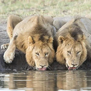 Two male African lions (Panthera leo) drinking at a waterhole, Sabi Sand Private Game Reserve