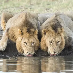 Two male African lions drinking at a waterhole print Two male African lions drinking at a waterhole print