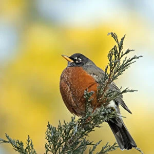 Male American robin (Turdus migratorius) puffed up to keep warm, and perched on Juniper branch