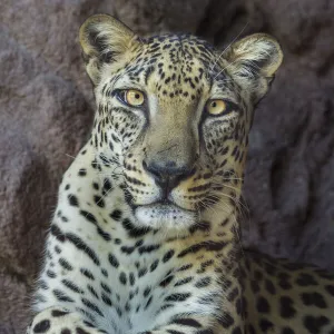 Male Arabian Leopard (Panthera pardus nimr) at the Arabian Wildlife Centre & captive-breeding project, Sharjah, United Arab Emirates