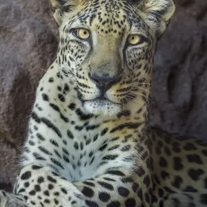 Un maschio di leopardo arabo (Panthera pardus nimr) all'Arabian Wildlife Centre & progetto di allevamento in cattività, Sharjah, Emirati Arabi Uniti. Un maschio di leopardo arabo (Panthera pardus nimr) all'Arabian Wildlife Centre & progetto di allevamento in cattività, Sharjah, Emirati Arabi Uniti.