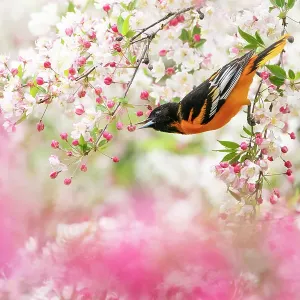 Male Baltimore oriole (Icterus galbula) foraging in flowering Crabapple (Malus sp. ) tree in spring, Ithaca, New York, USA. May Male Baltimore oriole (Icterus galbula) foraging in flowering Crabapple (Malus sp. ) tree in spring, Ithaca, New York, USA. May