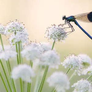 Male banded demoiselle (Calopteryx splendens), resting on flower head, Lower Tamar Lakes Male banded demoiselle (Calopteryx splendens), resting on flower head, Lower Tamar Lakes