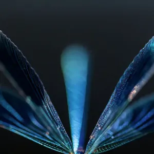 Male Banded demoiselle (Calopteryx splendens), abstract study of wings and body, Tamar Lakes, Cornwall, UK. June Male Banded demoiselle (Calopteryx splendens), abstract study of wings and body, Tamar Lakes, Cornwall, UK. June