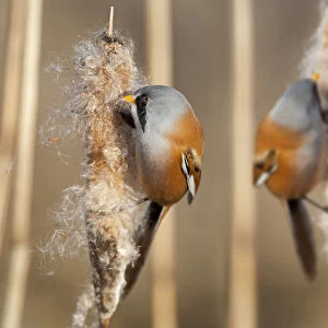 Two male Bearded reedling (Panurus biarmicus) eating seeds from the spike of a common bulrush