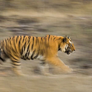 Male Bengal tiger (Panthera tigris tigris) known as Sundar (B2) patrolling territory