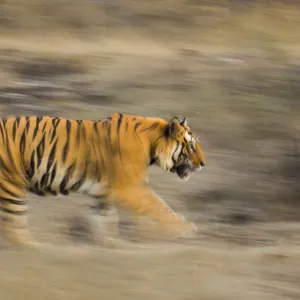 Male Bengal tiger (Panthera tigris tigris) known as Sundar (B2) patrolling territory