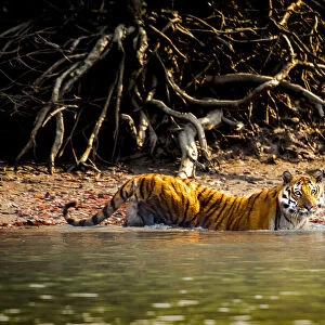 Male Bengal tiger (Panthera tigris tigris) walking in river, Sundarbans, India, 2017