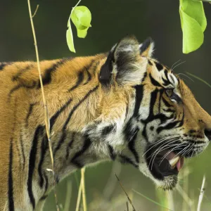 Male Bengal Tiger {Panthera tigris tigris} head profile, Kanha National Park, Madhya Pradesh