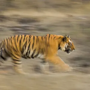 Male Bengal Tiger Print: Sundar (B2) Patrolling Territory Male Bengal Tiger Print: Sundar (B2) Patrolling Territory